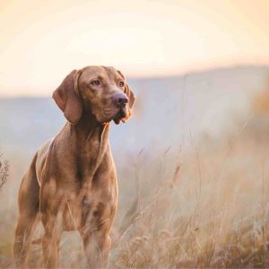 Adult Dog