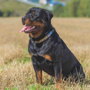 Adult Large Breed