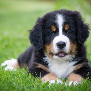 Large Breed Puppy