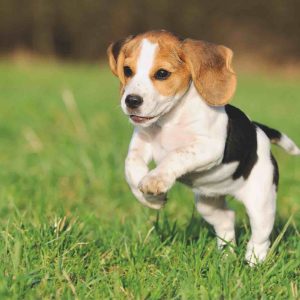 Puppy
