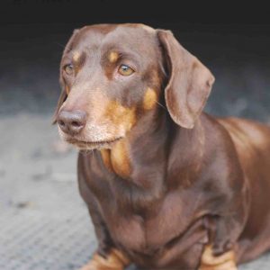Adult Small Breed